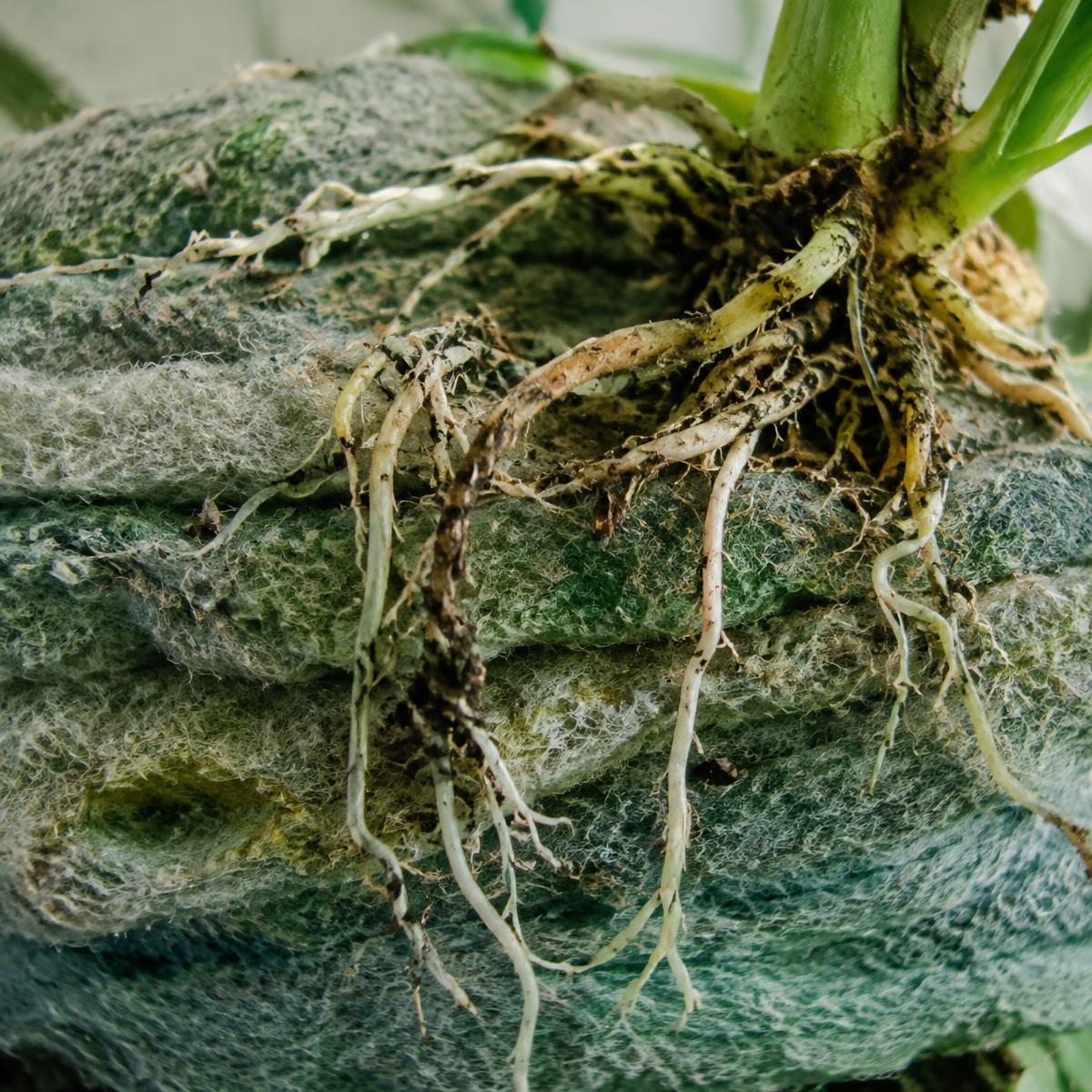 Roots in textile medium